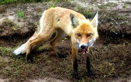Свежие новости: Еланецкая райгосадминистрация ввела карантин в из-за бешеной лисы