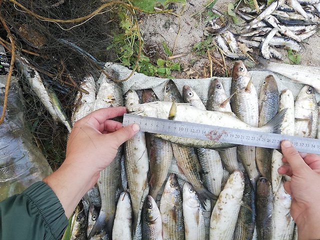 Свежие новости: В Очаковском районе браконьер незаконным путем занимался выловом рыбы – убыток составил более ₴25 тысяч