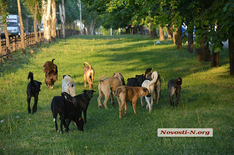 Свежие новости: В Николаеве на корм для бездомных собак потратят полмиллиона