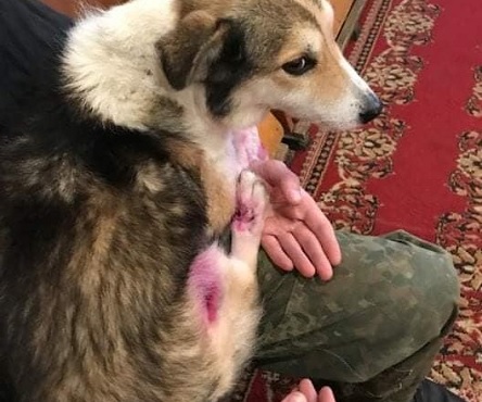 Свежие новости: Справа живодера з Хмельниччини: Барсику врятували пальці