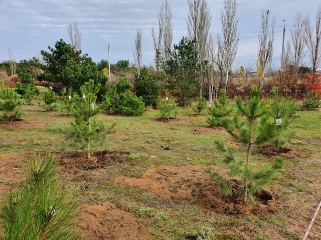 Свежие новости: Николаевские школьники вместе с коммунальщиками высадили около 70 сосен