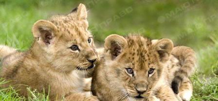 Свежие новости: ВИДЕО: Google запустил прямые трансляции дикой природы