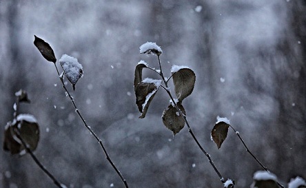 Свежие новости: Синоптик рассказал, какая зима ожидает украинцев