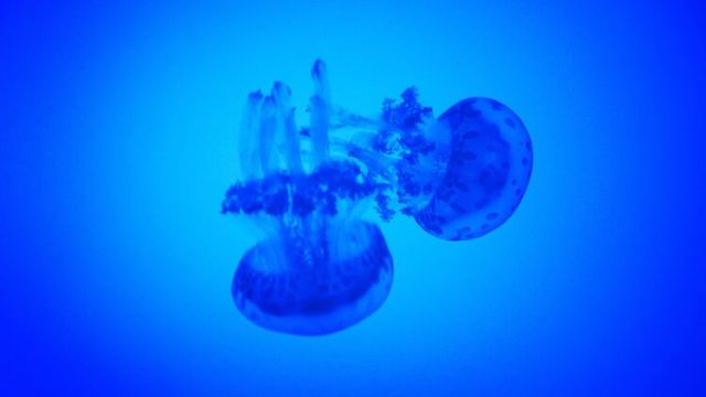 Свежие новости: Появилось видео, как гигантские медузы оккупировали берег Азовского моря