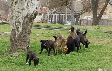 Свежие новости: В Николаеве собака напала на 10-летнего ребенка