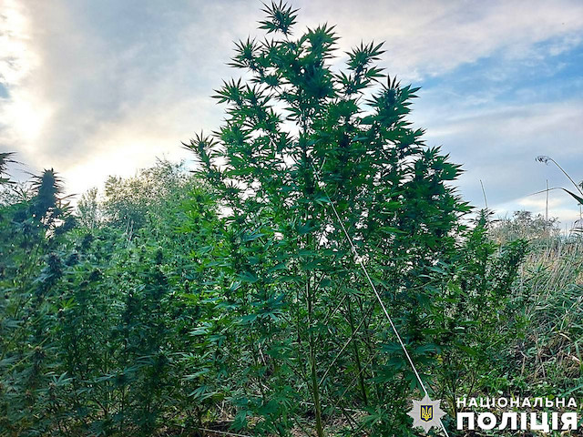 Свежие новости: Біля Вознесенська знайшли приховану «плантацію» коноплі