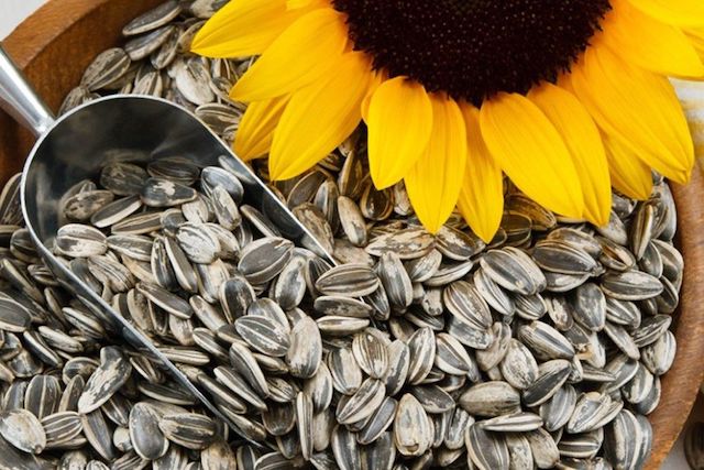 Свежие новости: В Очакове со складов госпредприятия пропала тысяча тонн арестованного подсолнечника и просо