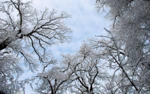 Свежие новости: В Украине синоптики прогнозируют лютую зиму