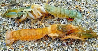 Свежие новости: Після шторму на берег в Одеській області викинуло сто тисяч морських кротів