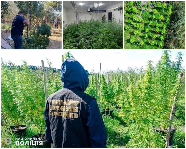 Свежие новости: Полицейские Николаевской области за 4 месяца изъяли более 7000 кустов конопли и 3500 – мака