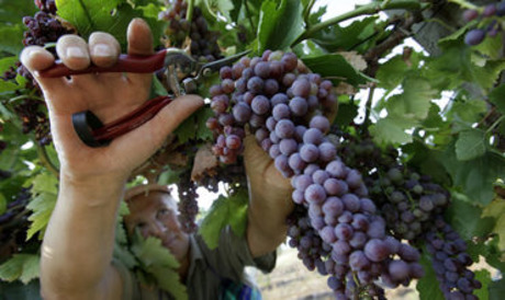 Свежие новости: Грузия собрала рекордный урожай винограда