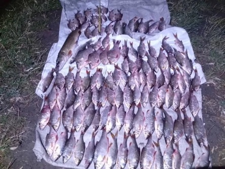 Свежие новости: Мешканець Доманівки незаконно виловив риби на 200 тисяч гривень