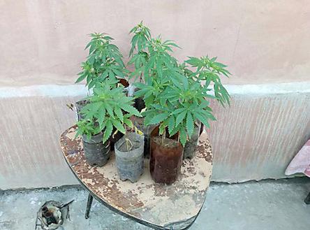 Свежие новости: У 53-летнего жителя Николаева изъяли 80 кустов конопли