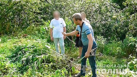 Свежие новости: У жителя Вознесенщины изъяли полкилограмма каннабиса и 78 кустов конопли