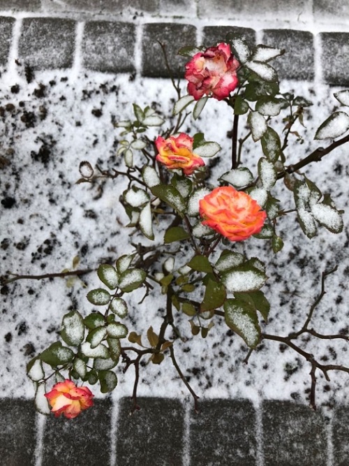 Свежие новости: В Первомайске выпал снег