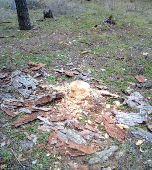 Свежие новости: В Николаеве неизвестные вырубили сосны в Матвеевском лесу