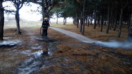 Свежие новости: В Вознесенском районе подожгли лес: пожар распространился на 1 гектар