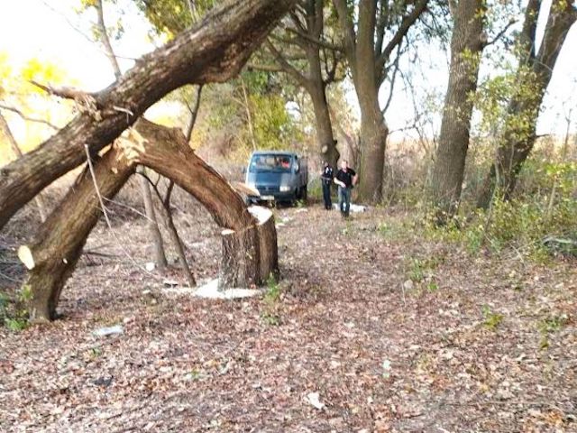 Свежие новости: На Миколаївщині «зловили» лісового браконьєра, який спиляв дерев на понад ₴100 тисяч