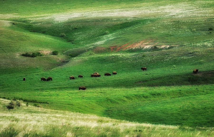 Свежие новости: Президент увеличил площадь Еланецкой степи