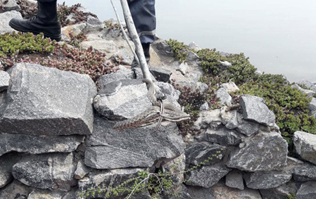 Свежие новости: В ресторане Днепра нашли 18 змей