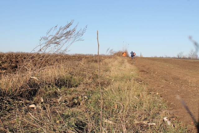 Свежие новости: На трассе «Николаев - Кропивницкий» погибли все саженцы деревьев, которые два года назад высадили вдоль дороги
