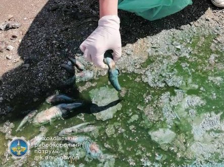Свежие новости: Из-за фекального загрязнения реки под Николаевом массовый мор рыбы
