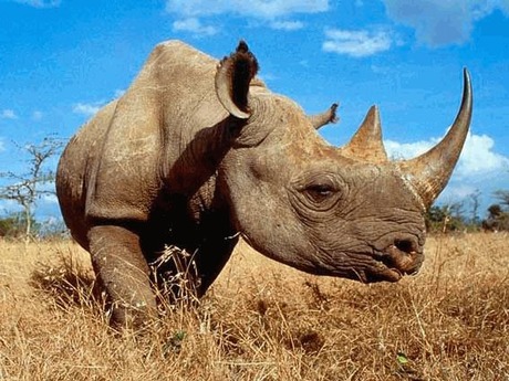 Свежие новости: Премьер Венгрии 