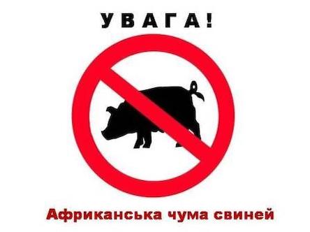 Свежие новости: Увага! Спалах африканської чуми свиней у с.Петропавлівка
