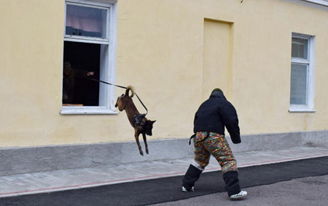 Свежие новости: Пограничники показали, как готовят собак в спецназ