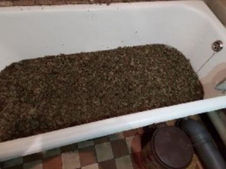 Свежие новости: На Киевщине мужчина держал дома ванну марихуаны