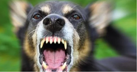 Свежие новости: В Киеве стаффордширский терьер напал на двух женщин – они в больнице