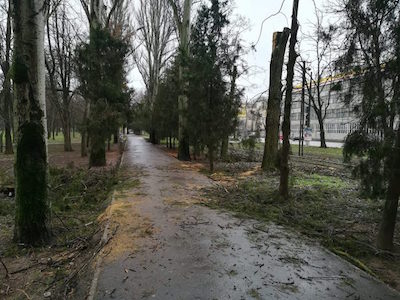 Свежие новости: В Николаеве подрядчик проводя ликвидацию аварийных деревьев «изуродовал» туи