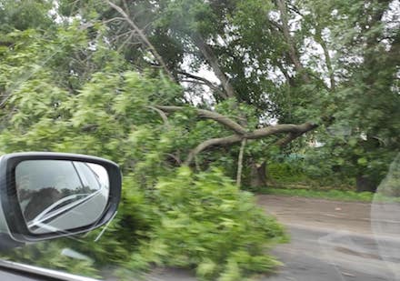 Свежие новости: Под Николаевом на дорогу упало дерево, перекрыв движение