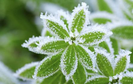 Свежие новости: Когда осенью 2020 в Украину придут заморозки: даты