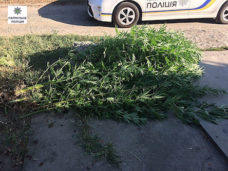 Свежие новости: У николаевца патрульные во дворе нашли 21 куст конопли