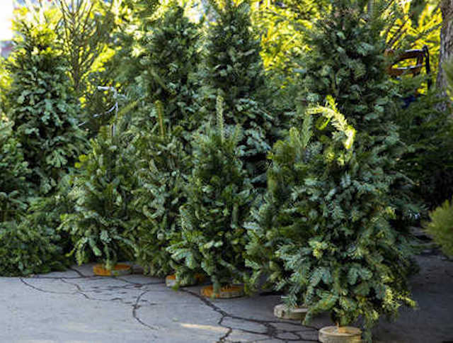 Свежие новости: В Николаеве исполком утвердил места для продажи елок