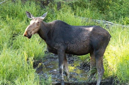 Свежие новости: Суд окончательно оставил лося европейского в Красной книге Украины