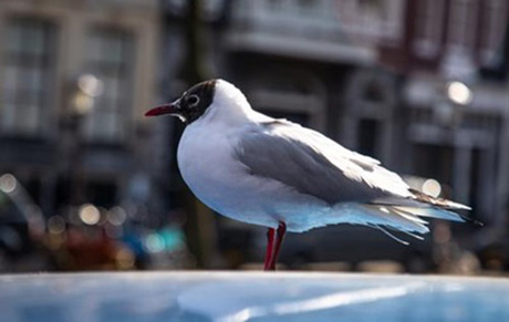 Свежие новости: В США пьяные птицы стали причиной беспорядков