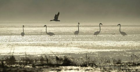 Свежие новости: На Николаевщине орнитологи заметили розовых фламинго