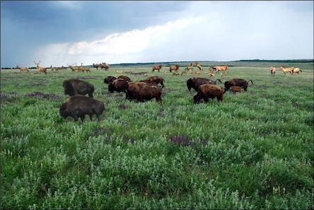 Фото новости: Дорошівська сільрада незаконно передала у власність землі «Єланецького степу» Свежие новости: Дорошівська сільрада незаконно передала у власність землі «Єланецького степу»