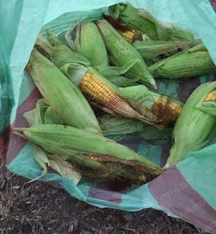 Свежие новости: В Вознесенском районе воруют кукурузу целыми группами