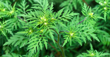 Фото новости: У Вознесенську продовжується боротьба з амброзією Свежие новости: У Вознесенську продовжується боротьба з амброзією