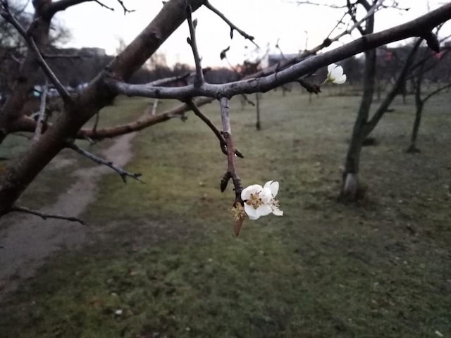 Свежие новости: В николаевском парке в конце декабря зацвели деревья