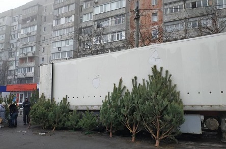 Свежие новости: В Николаеве стартовала продажа ёлок к Новому году