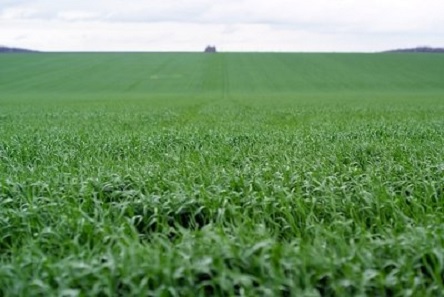 Свежие новости: В Веселиновском районе предприятие незаконно использовало 20,6 га пастбищ