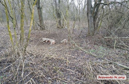 Свежие новости: В лесу под Первомайском обнаружены трупы выброшенных кем-то свиней — снова африканская чума?