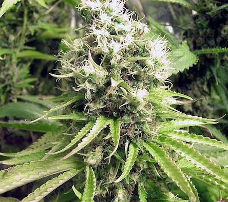 Свежие новости: За сутки правоохранители Николаевщины изъяли  более 50 кустов конопли и более 200 гр каннабиса