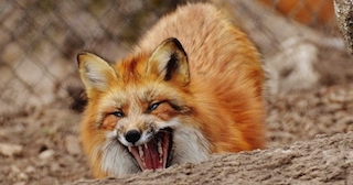 Свежие новости: Село під Миколаєвом «атакують» лисиці