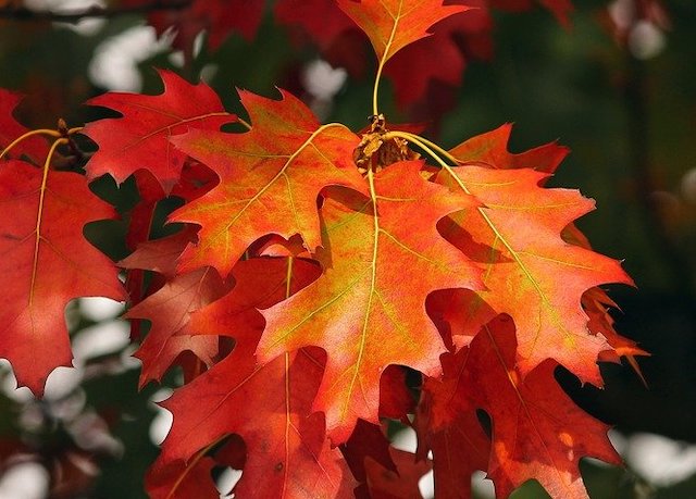 Свежие новости: Резкое похолодание идет в Украину: синоптики назвали дату