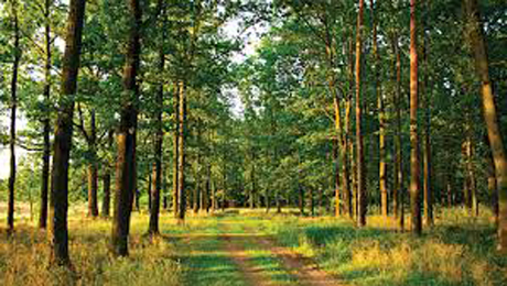 Свежие новости: Нардепы приняли изменения в закон о сохранении украинских лесов